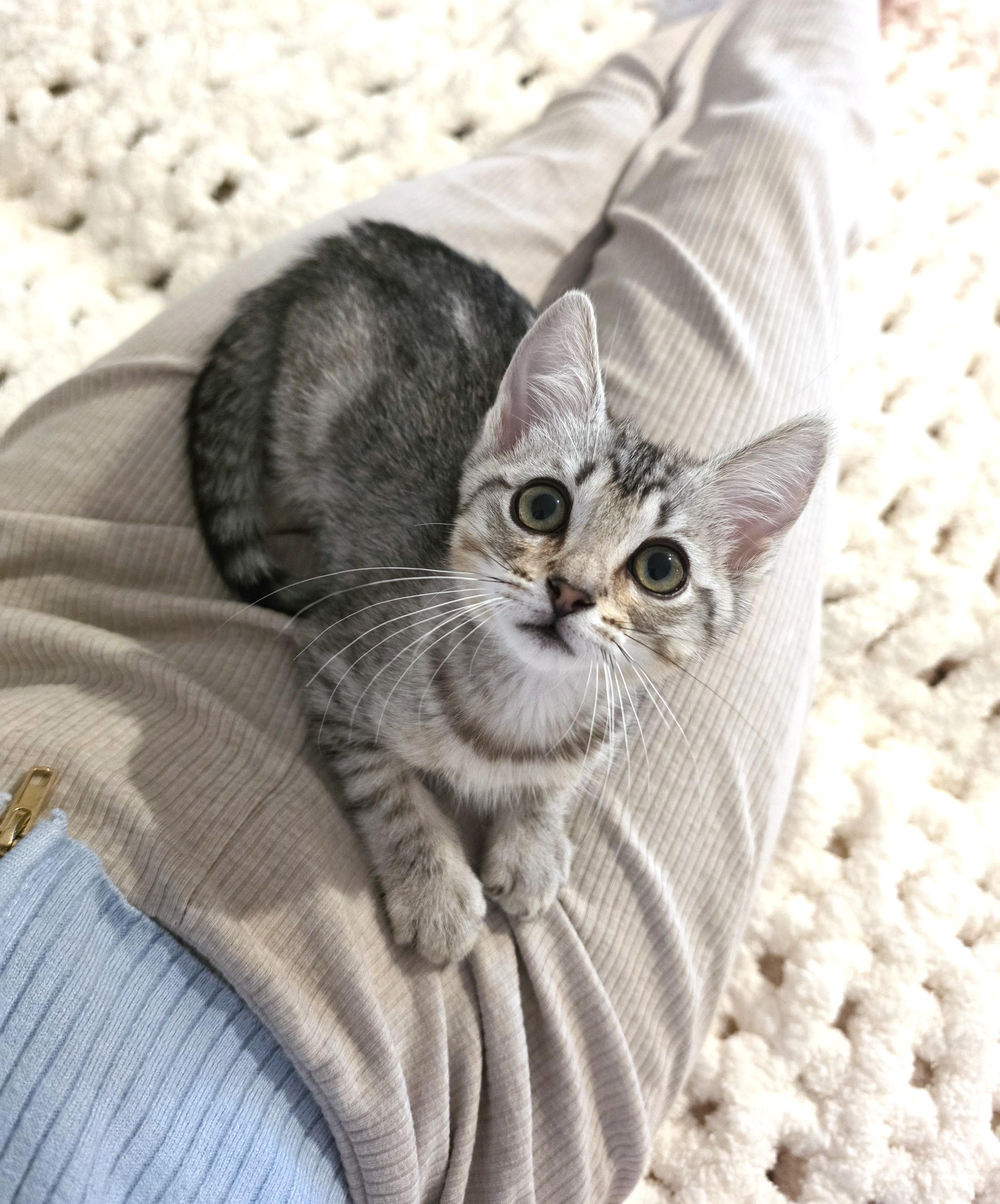 Lili, an adopted Domestic Short Hair in Yorba Linda, CA image 4/6