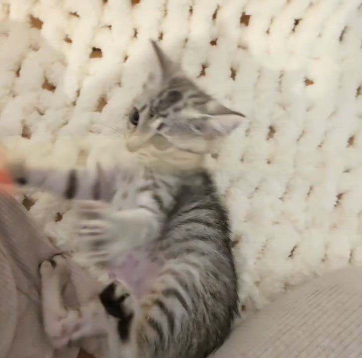 Enlarge Lili, an adopted Domestic Short Hair in Yorba Linda, CA video 5/6