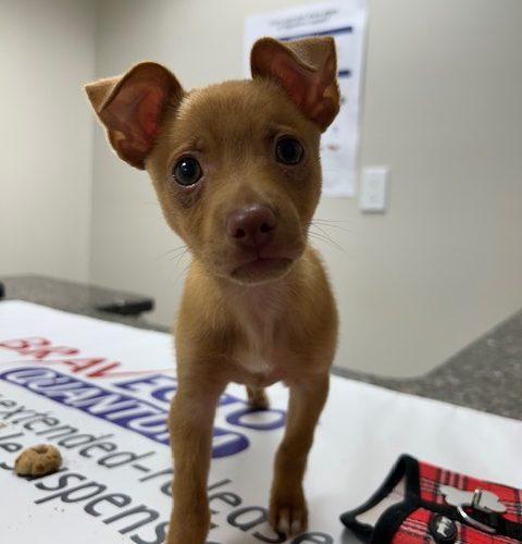 Gilbert, Adoptable, Puppy Male Chihuahua & Mixed Breed.
