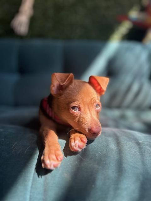 Enlarge Gilbert, a Adoptable mixed breed in Verona, NJ image 2/5