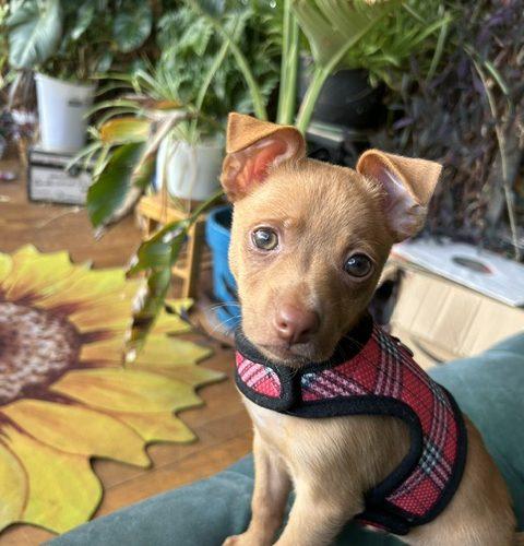 Enlarge Gilbert, a Adoptable mixed breed in Verona, NJ image 4/5