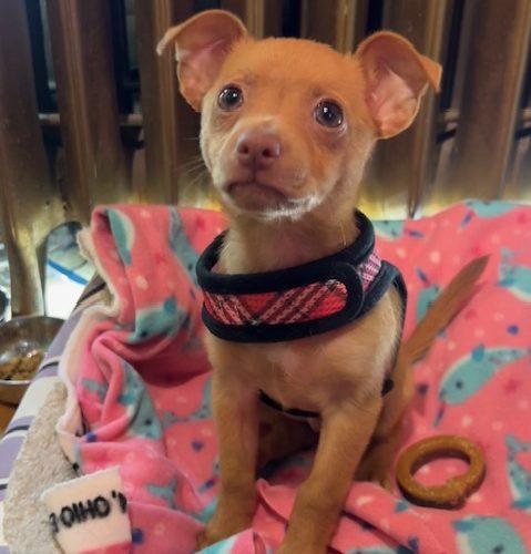 Enlarge Gilbert, a Adoptable mixed breed in Verona, NJ image 5/5