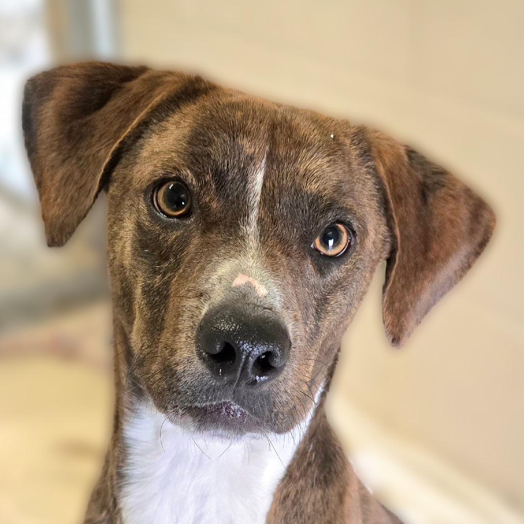 William, Adoptable, Adult Male Mixed Breed.