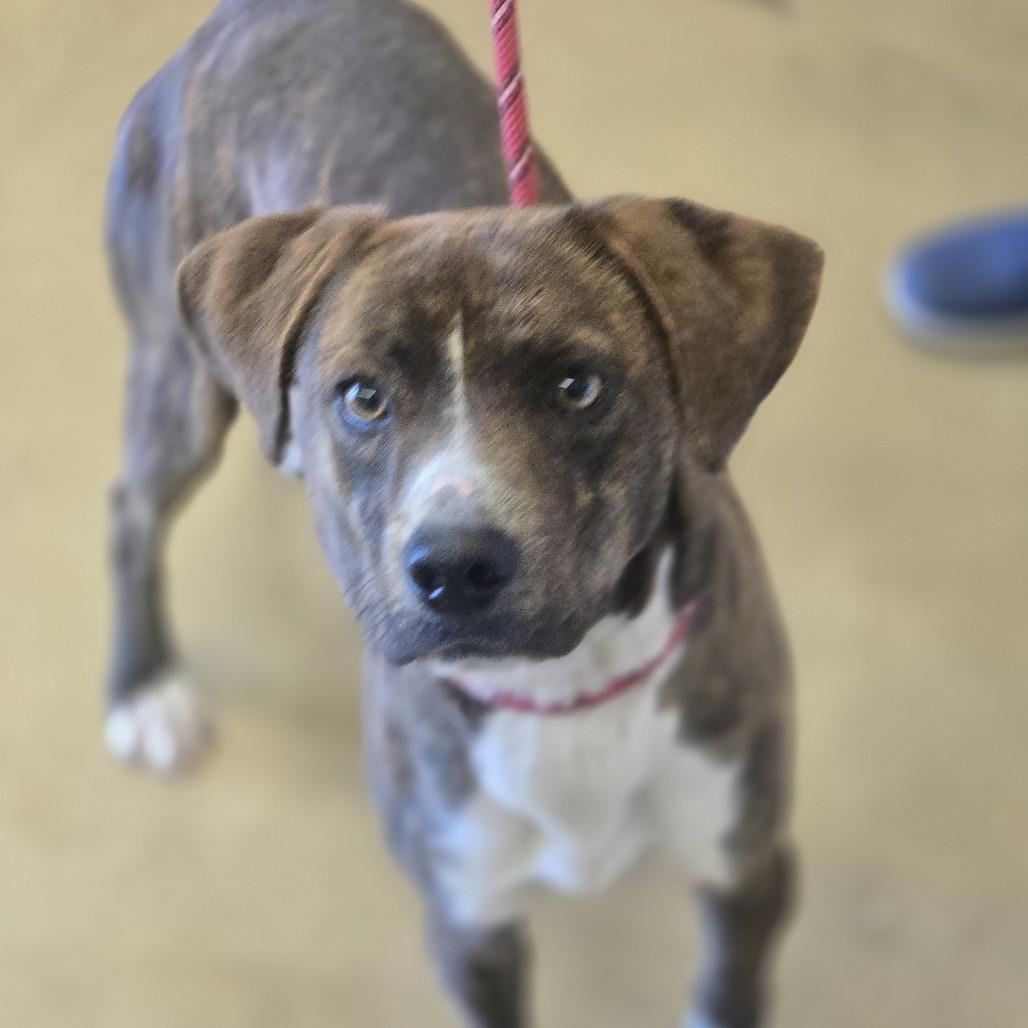 Enlarge William, a Adoptable Mixed Breed in Wickenburg, AZ image 1/1