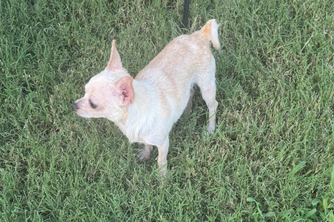 Enlarge Itty Bitty, a ADOPTABLE Chihuahua in Forney, TX image 3/3