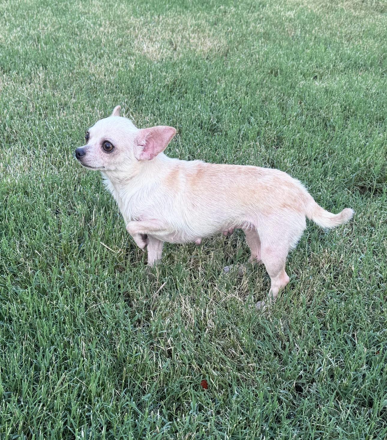 Enlarge Itty Bitty, a ADOPTABLE Chihuahua in Forney, TX image 2/3