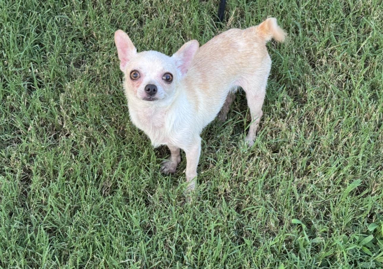Itty Bitty, ADOPTABLE, Adult Male Chihuahua.