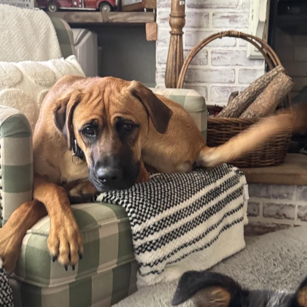 Rocky, a Adoptable mixed breed in Sacramento, CA image 2/6