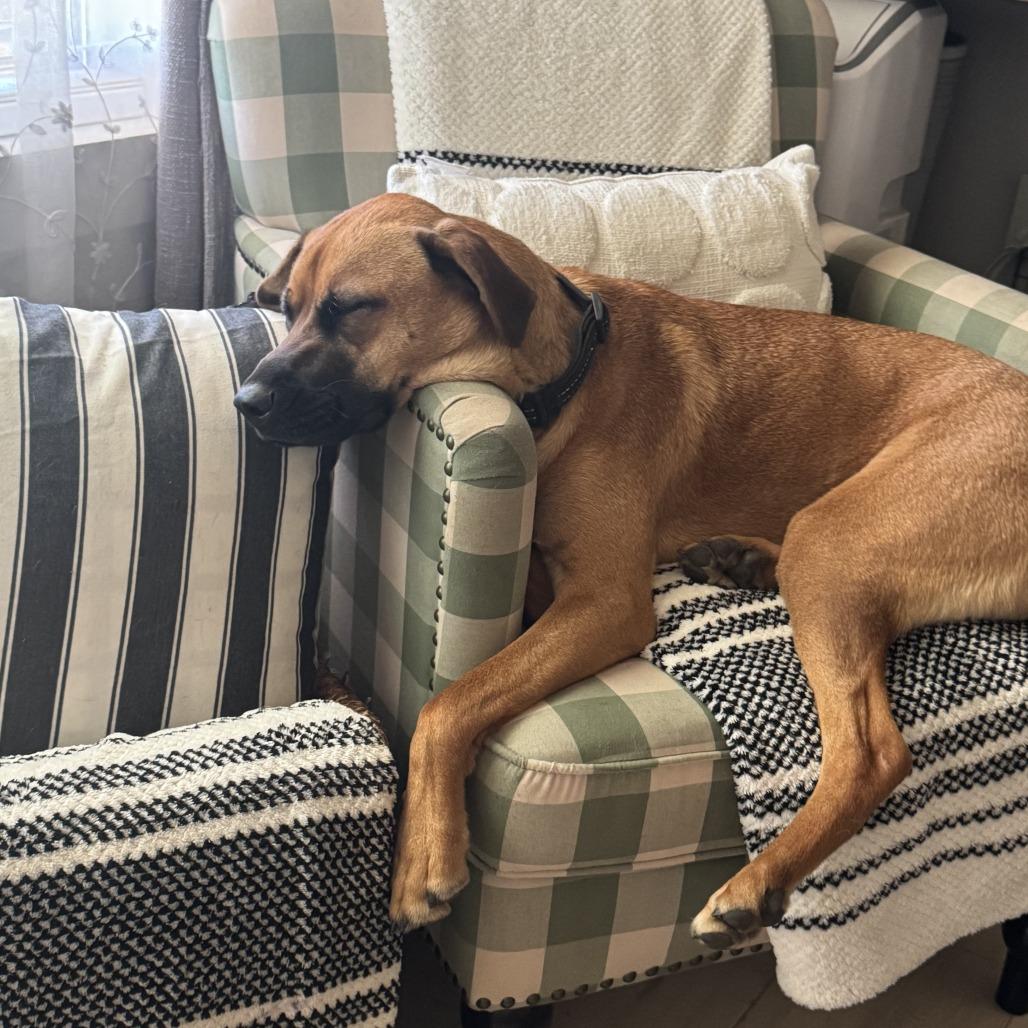 Rocky, a Adoptable mixed breed in Sacramento, CA image 4/6