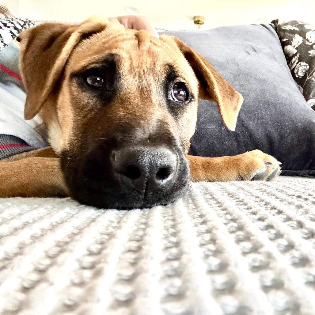 Rocky, a Adoptable mixed breed in Sacramento, CA image 5/6