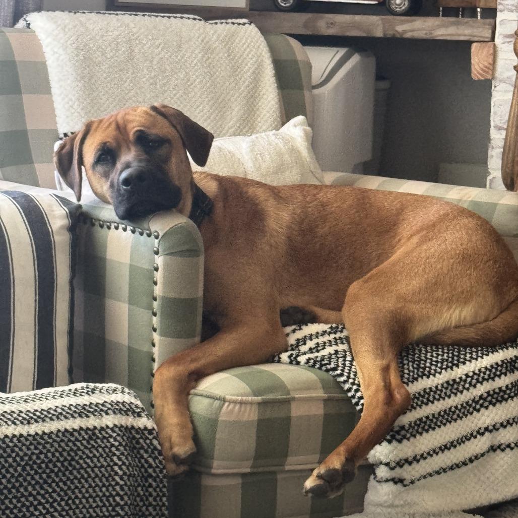 Rocky, a Adoptable mixed breed in Sacramento, CA image 6/6
