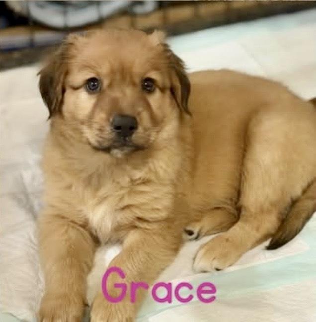 Enlarge Grace, a Adoptable mixed breed in Tulsa, OK image 2/2