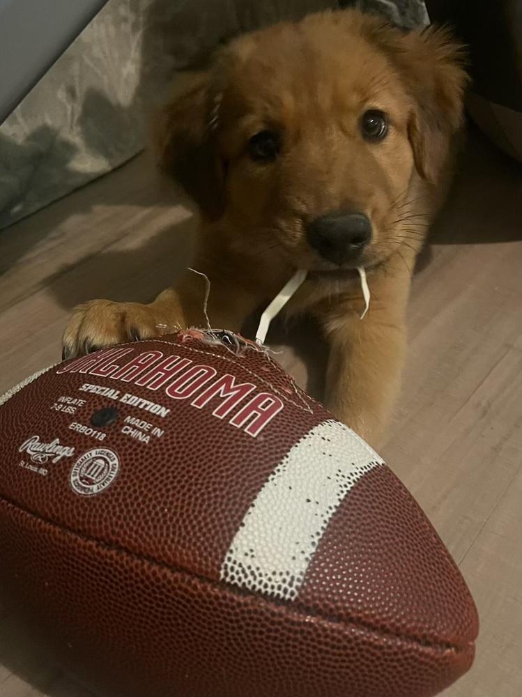 Grace, Adoptable, Puppy Female Australian Shepherd & Labrador Retriever.