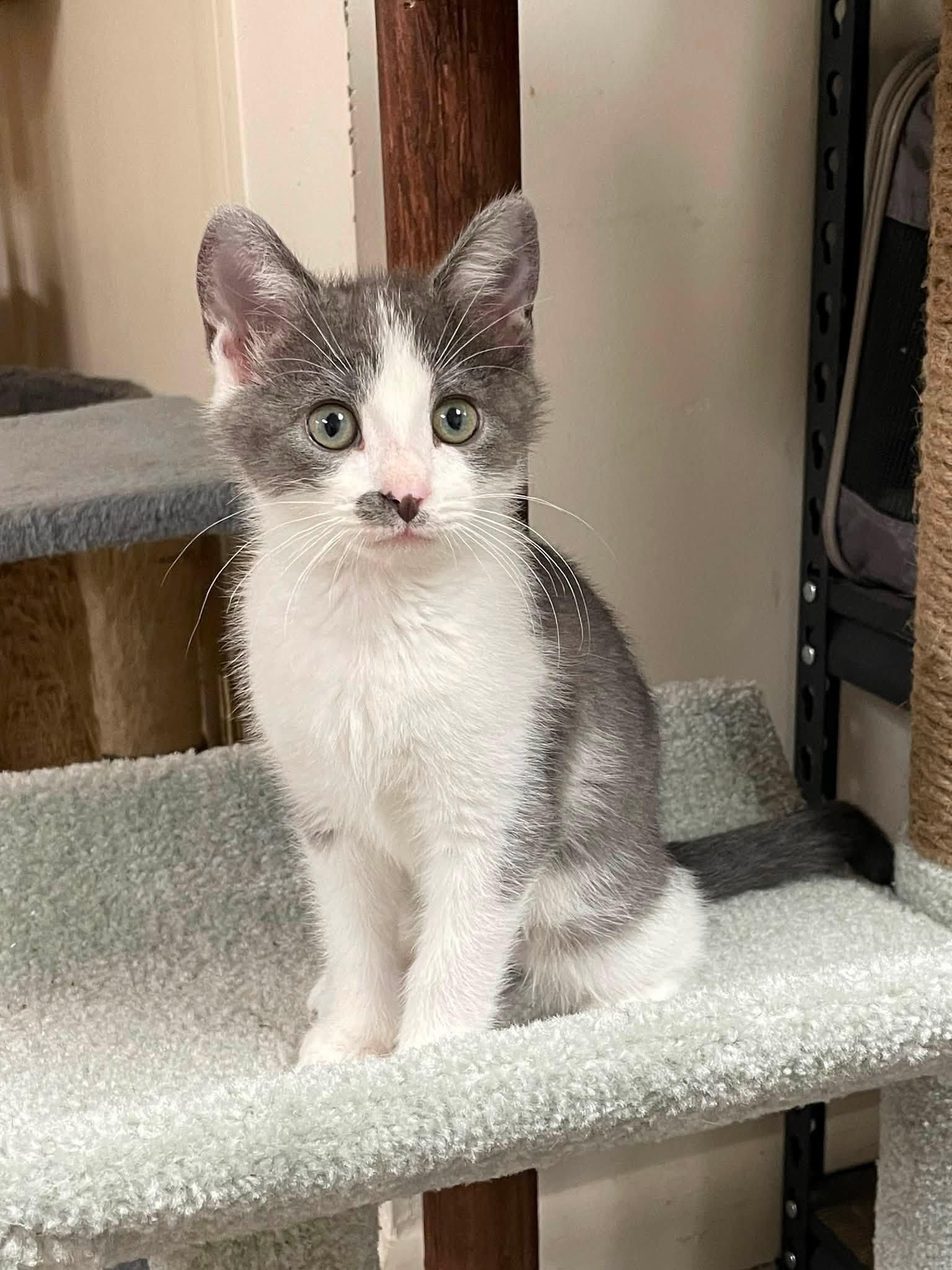 Enlarge Cloudy, a ADOPTABLE Domestic Short Hair in Sterling Heights, MI image 3/4