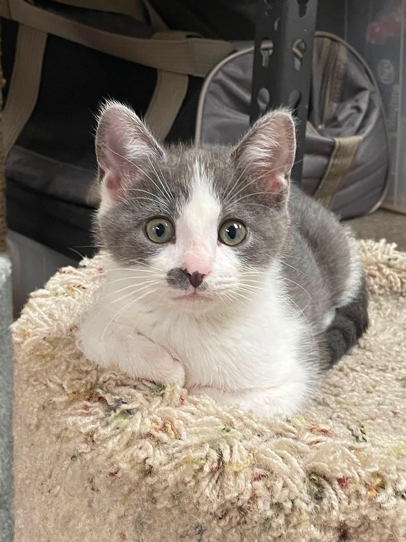 Enlarge Cloudy, a ADOPTABLE Domestic Short Hair in Sterling Heights, MI image 2/4