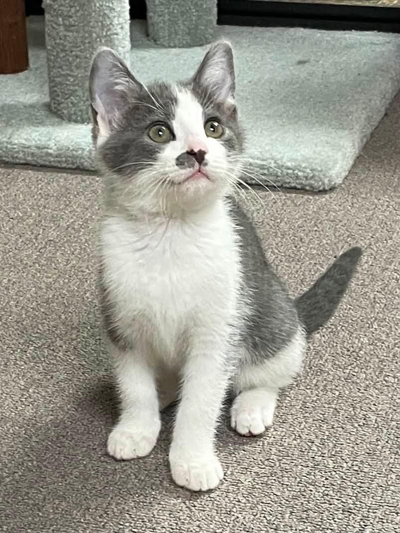 Cloudy, ADOPTABLE, Kitten Female Domestic Short Hair.