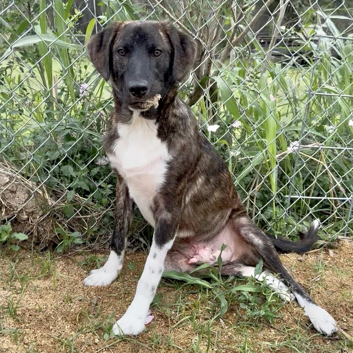 BRYN- HOUSTON, TX, ADOPTABLE, Puppy Male Hound & Great Pyrenees.