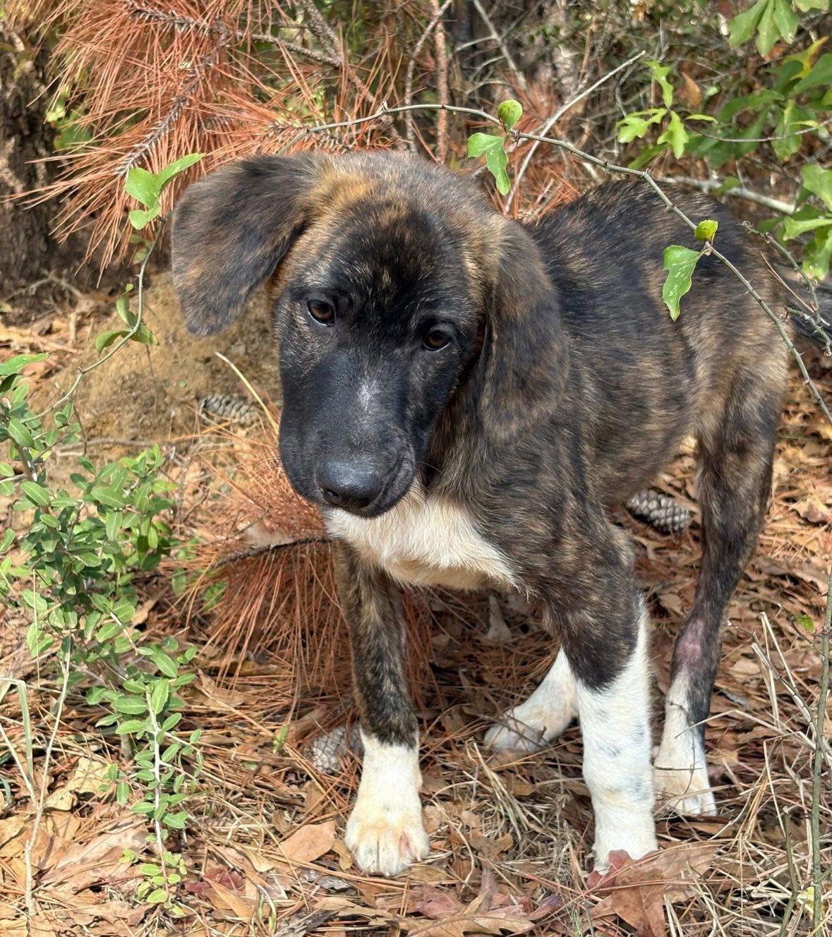 Enlarge BRYN- HOUSTON, TX, a ADOPTABLE mixed breed in Alvin, TX image 2/5