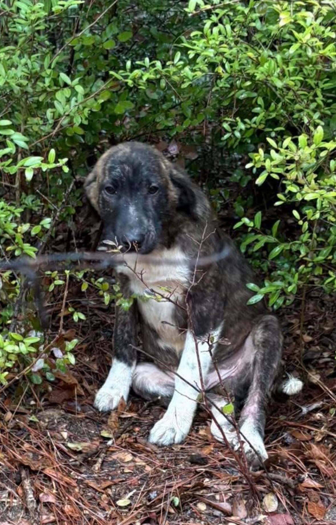 Enlarge BRYN- HOUSTON, TX, a ADOPTABLE mixed breed in Alvin, TX image 3/5