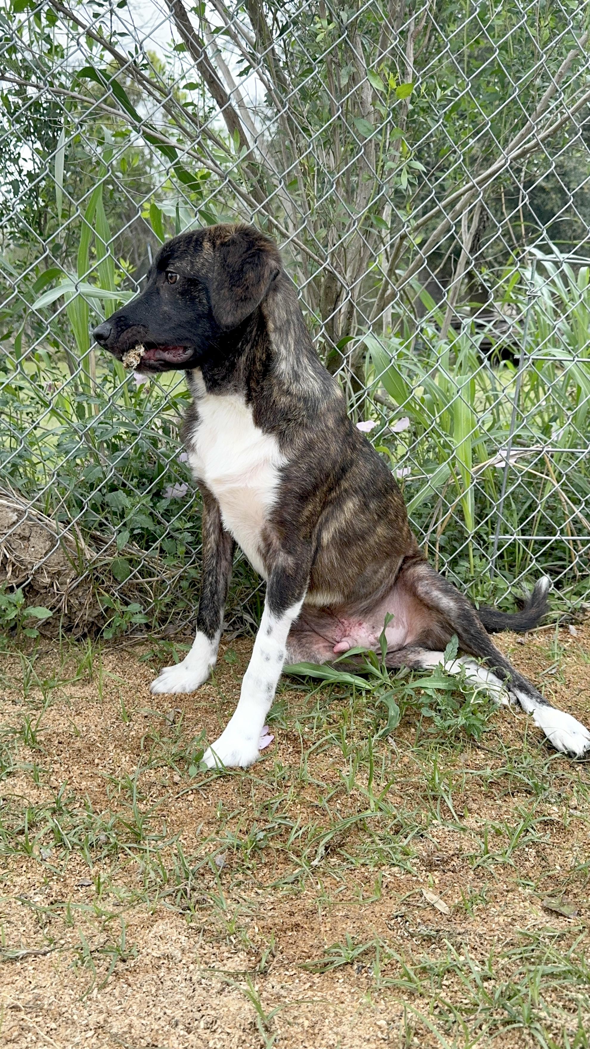 Enlarge BRYN- HOUSTON, TX, a ADOPTABLE mixed breed in Alvin, TX image 5/5