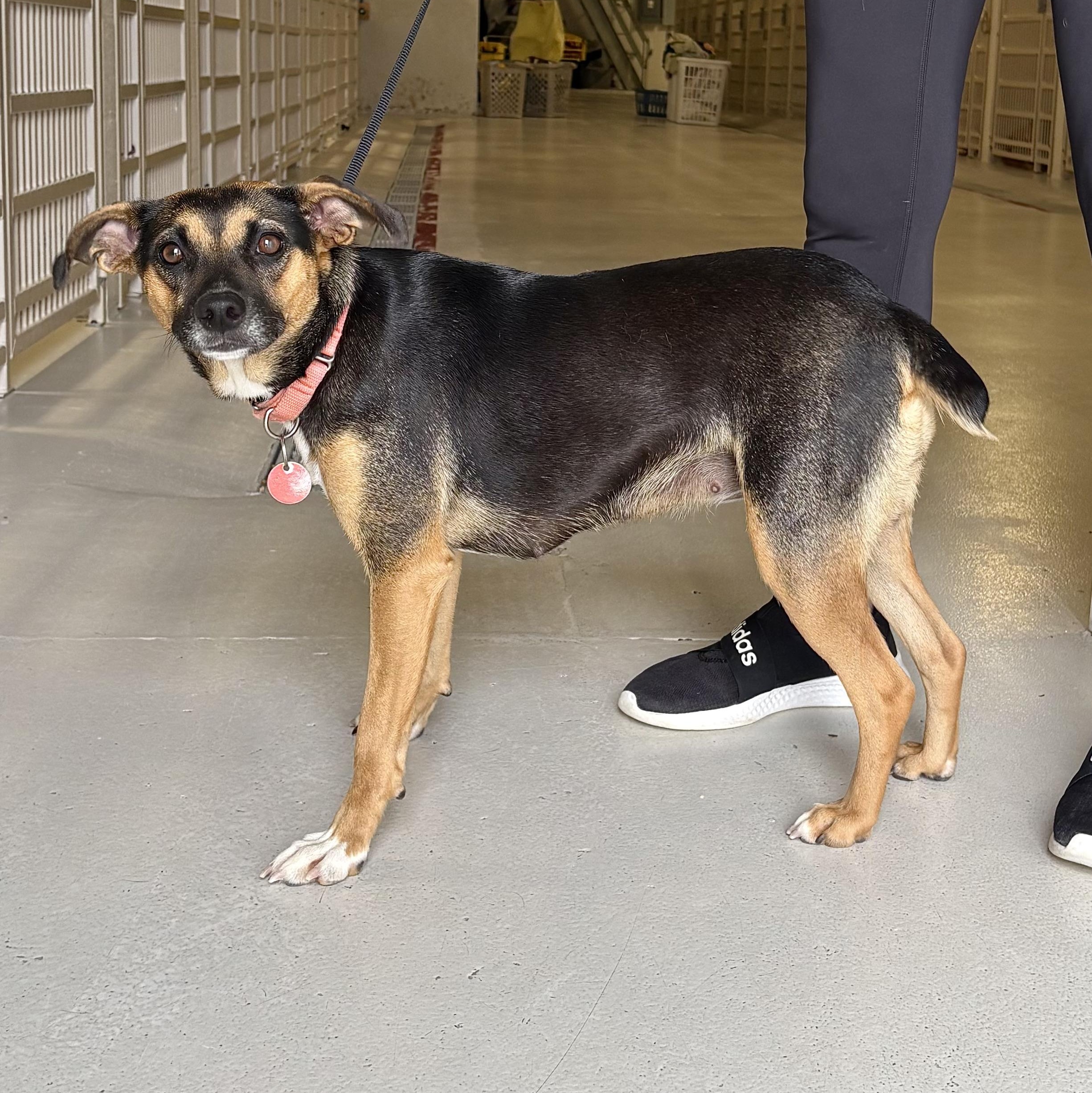 Suki, adoptable, Adult Female Terrier.