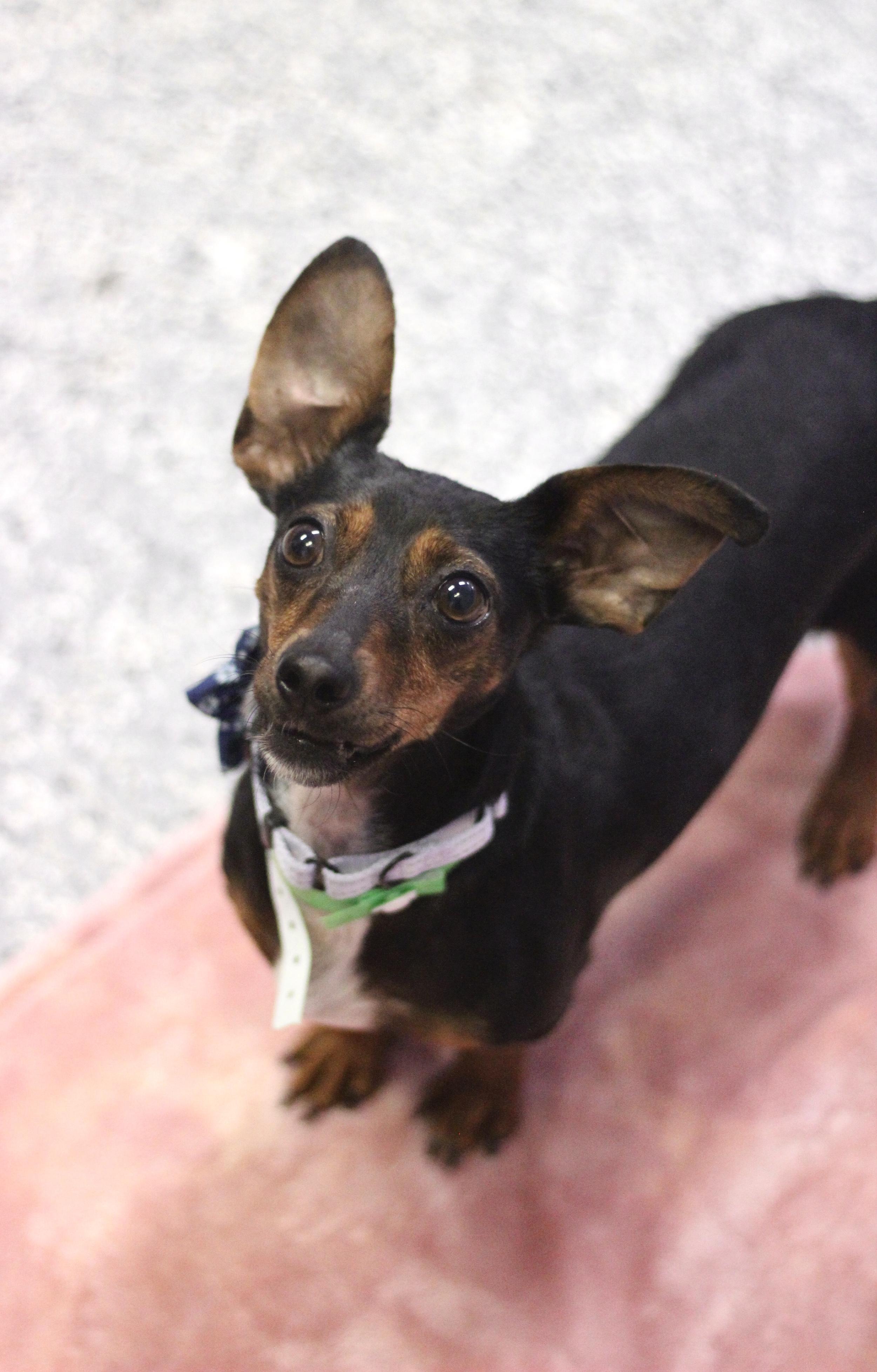 Enlarge Roxie The Doxie in NH! Come Meet our Adoptable Dogs Wednesday-Saturday. More info in Bio! , an adopted mixed breed in Manchester, NH image 2/3
