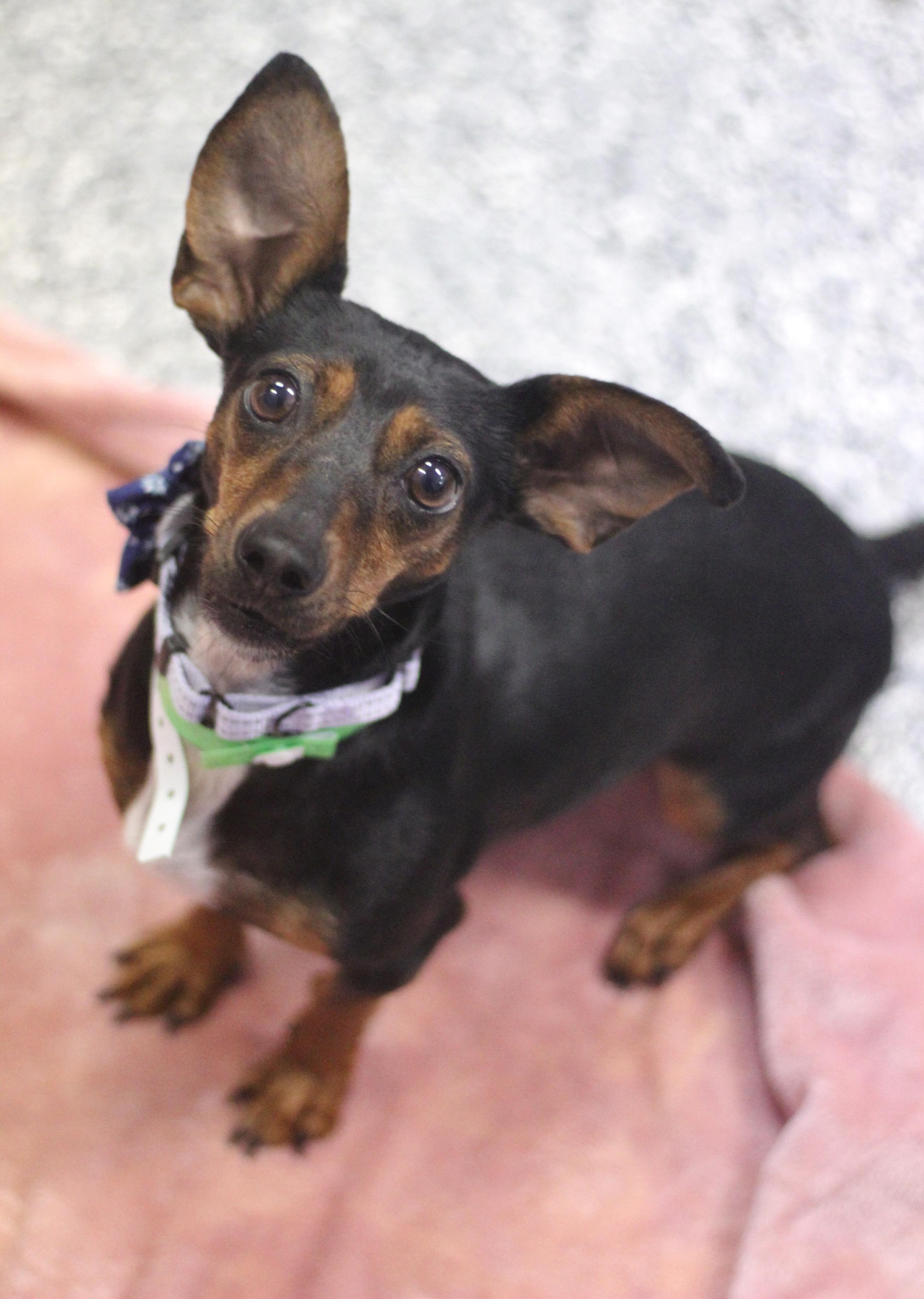 Enlarge Roxie The Doxie in NH! Come Meet our Adoptable Dogs Wednesday-Saturday. More info in Bio! , an adopted mixed breed in Manchester, NH image 1/3