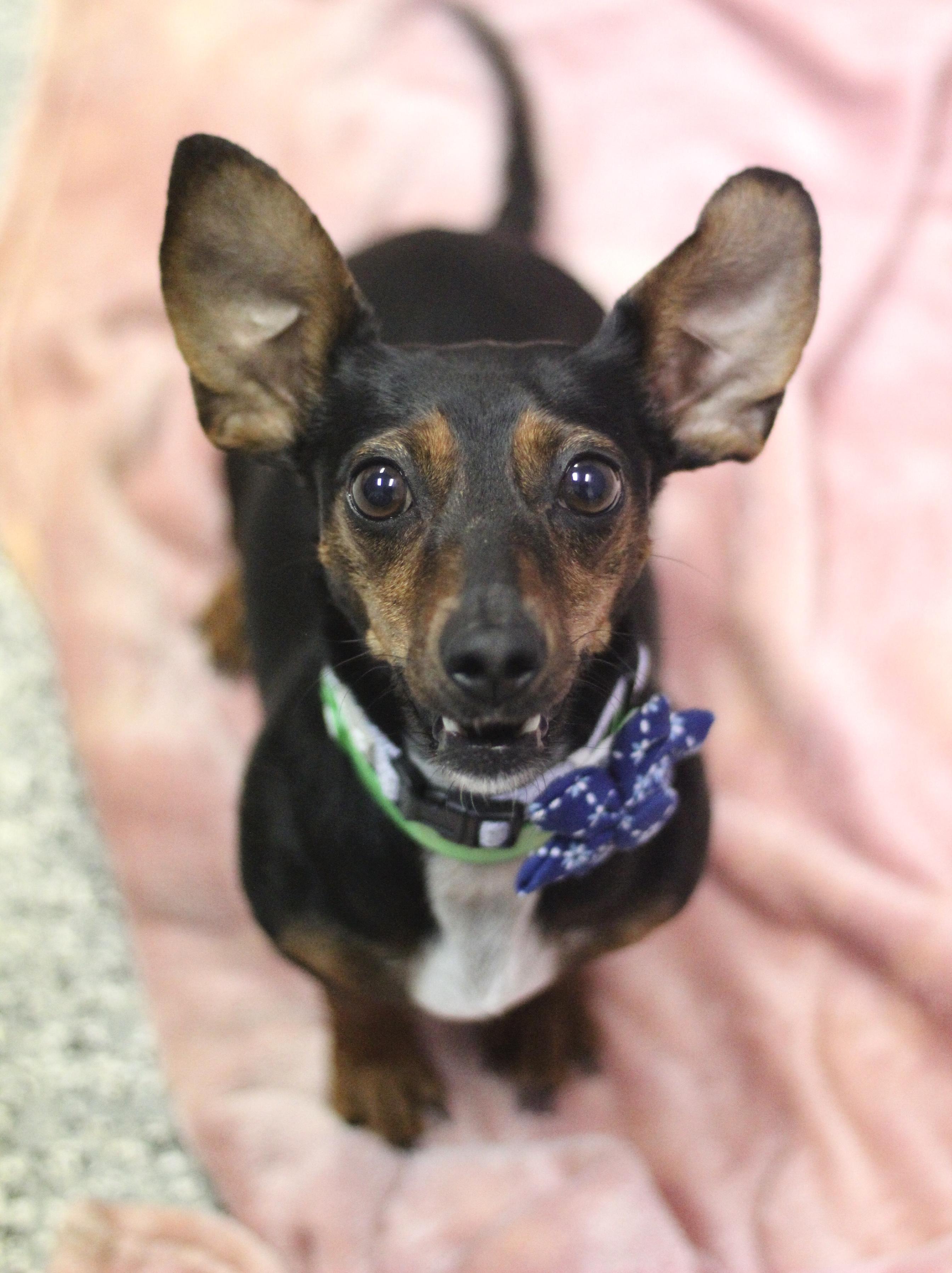 Enlarge Roxie The Doxie in NH! Come Meet our Adoptable Dogs Wednesday-Saturday. More info in Bio! , an adopted mixed breed in Manchester, NH image 3/3