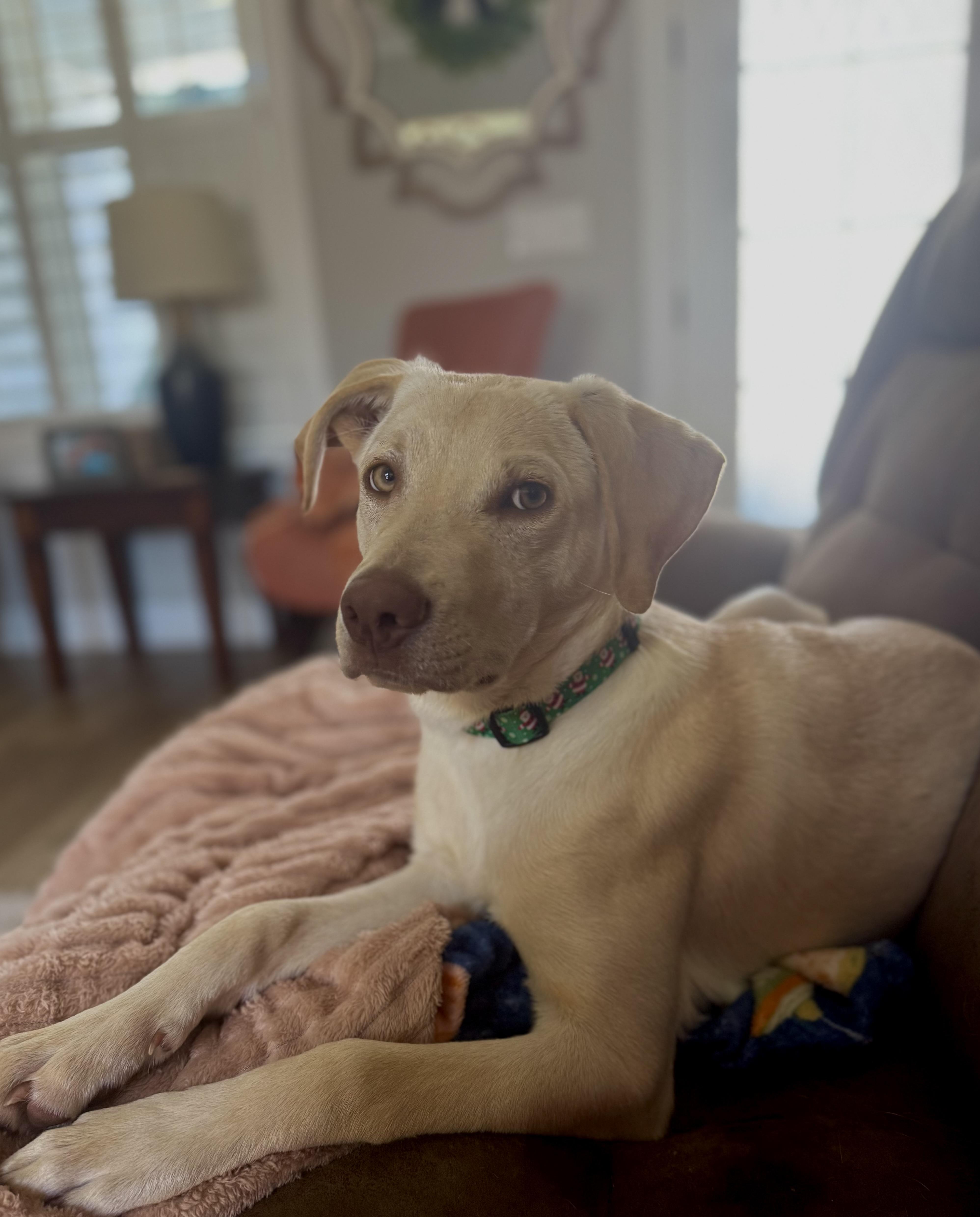 Enlarge Clyde, a Adoptable mixed breed in Hartsville, SC image 1/6