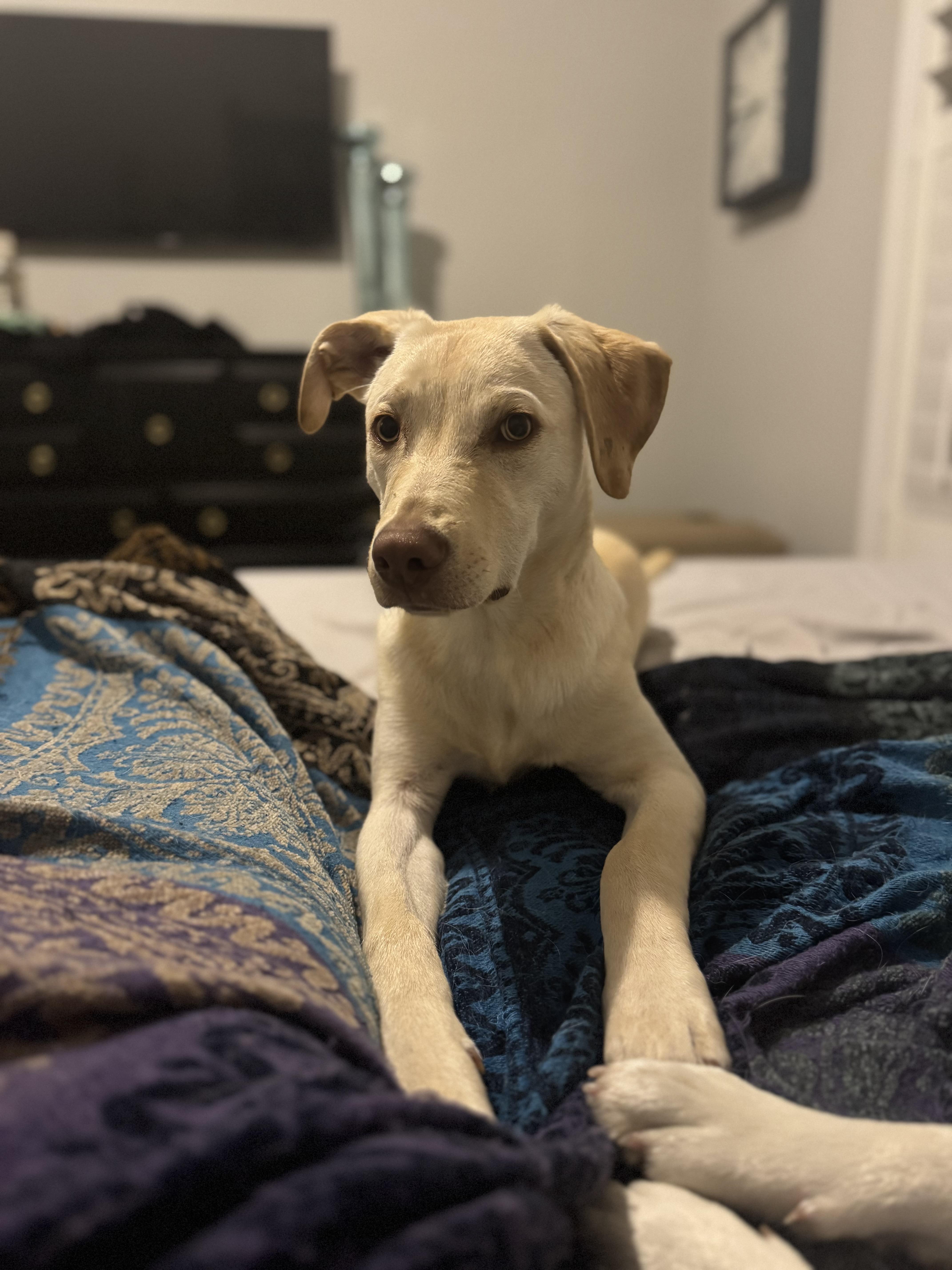 Enlarge Clyde, a Adoptable mixed breed in Hartsville, SC image 5/6