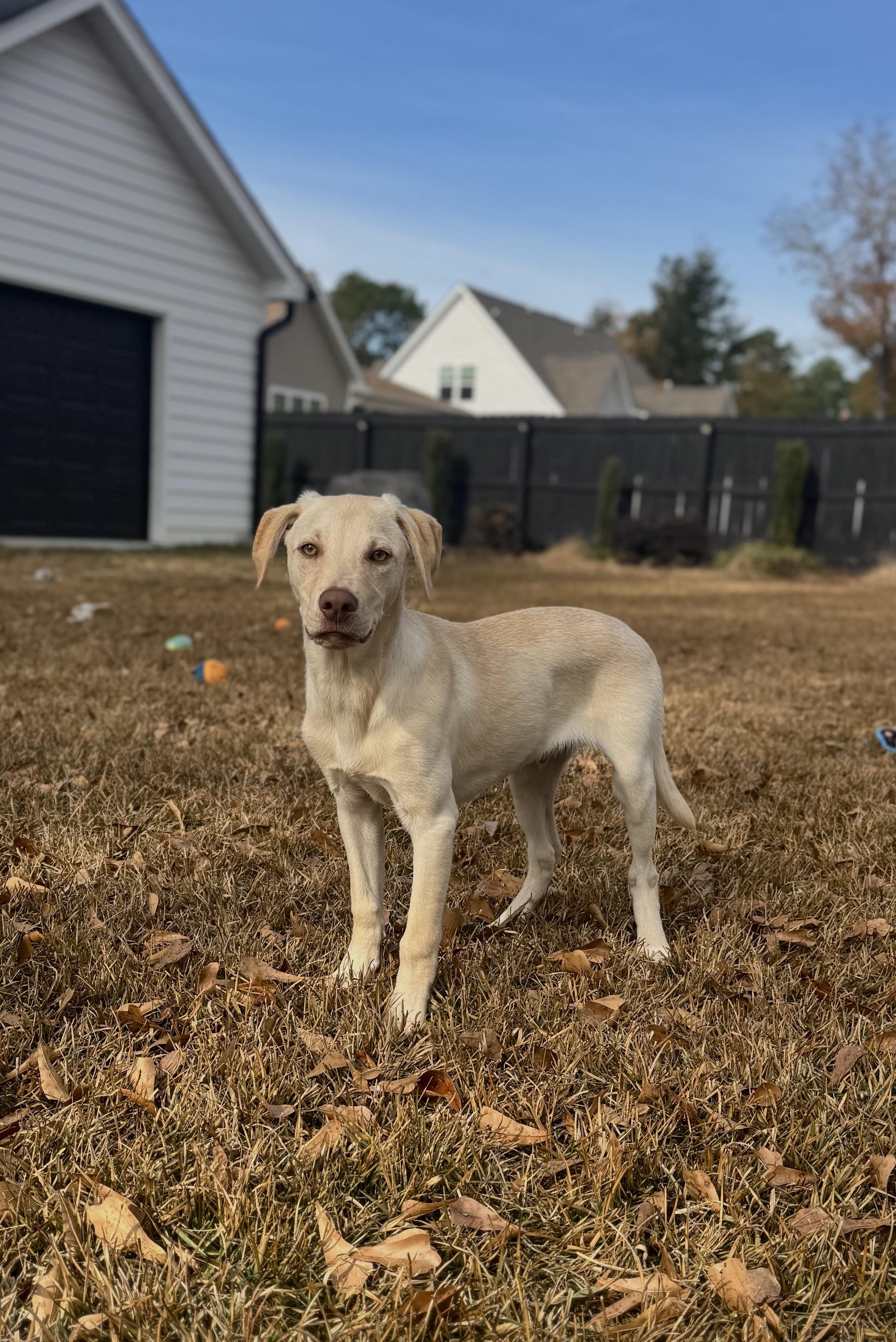 Enlarge Clyde, a Adoptable mixed breed in Hartsville, SC image 4/6