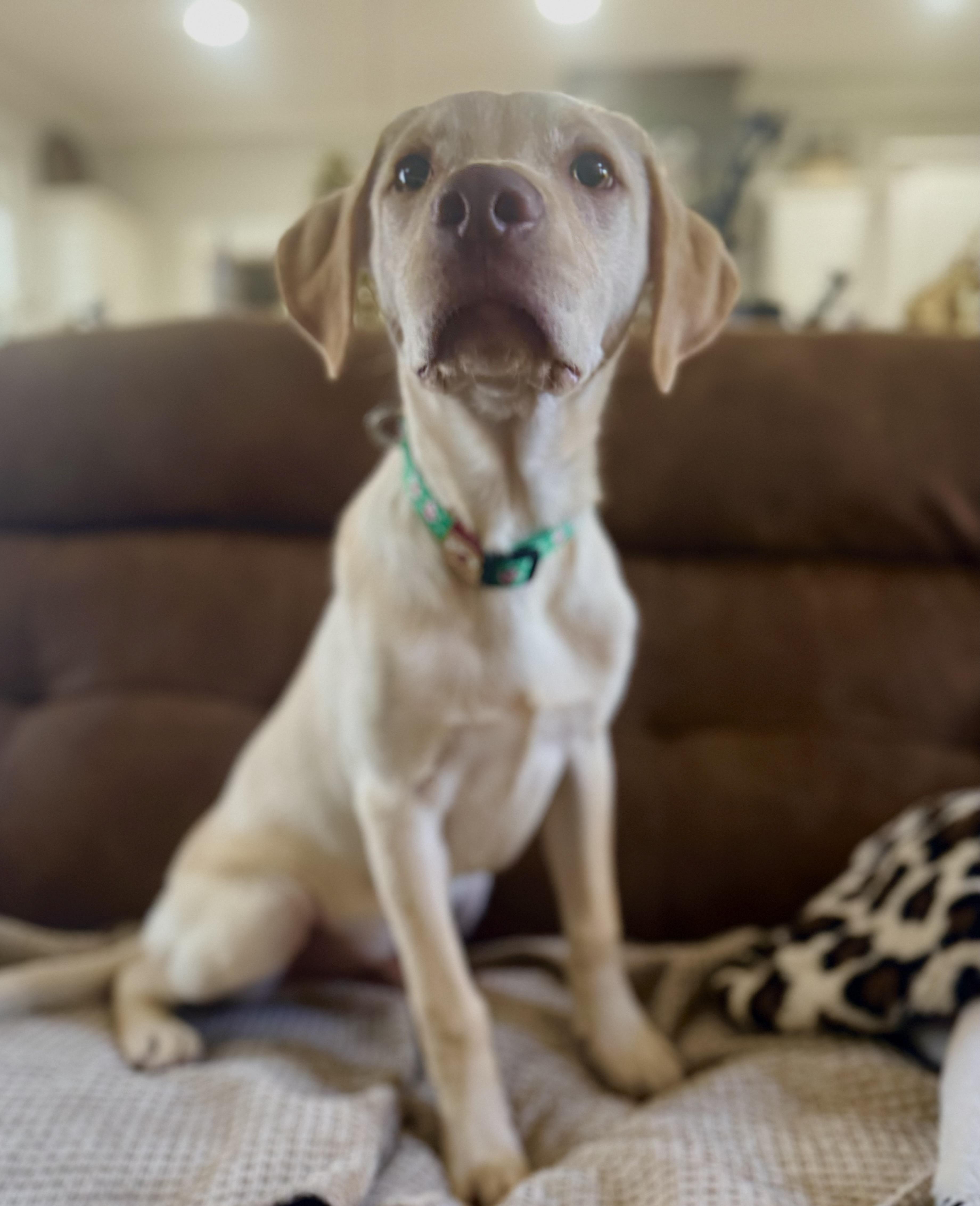 Enlarge Clyde, a Adoptable mixed breed in Hartsville, SC image 6/6