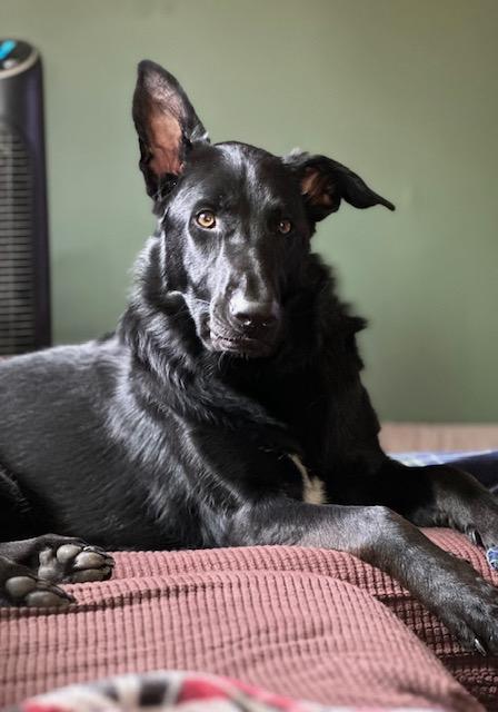 Enlarge skylar, a Adoptable mixed breed in Brewster, NY image 1/2