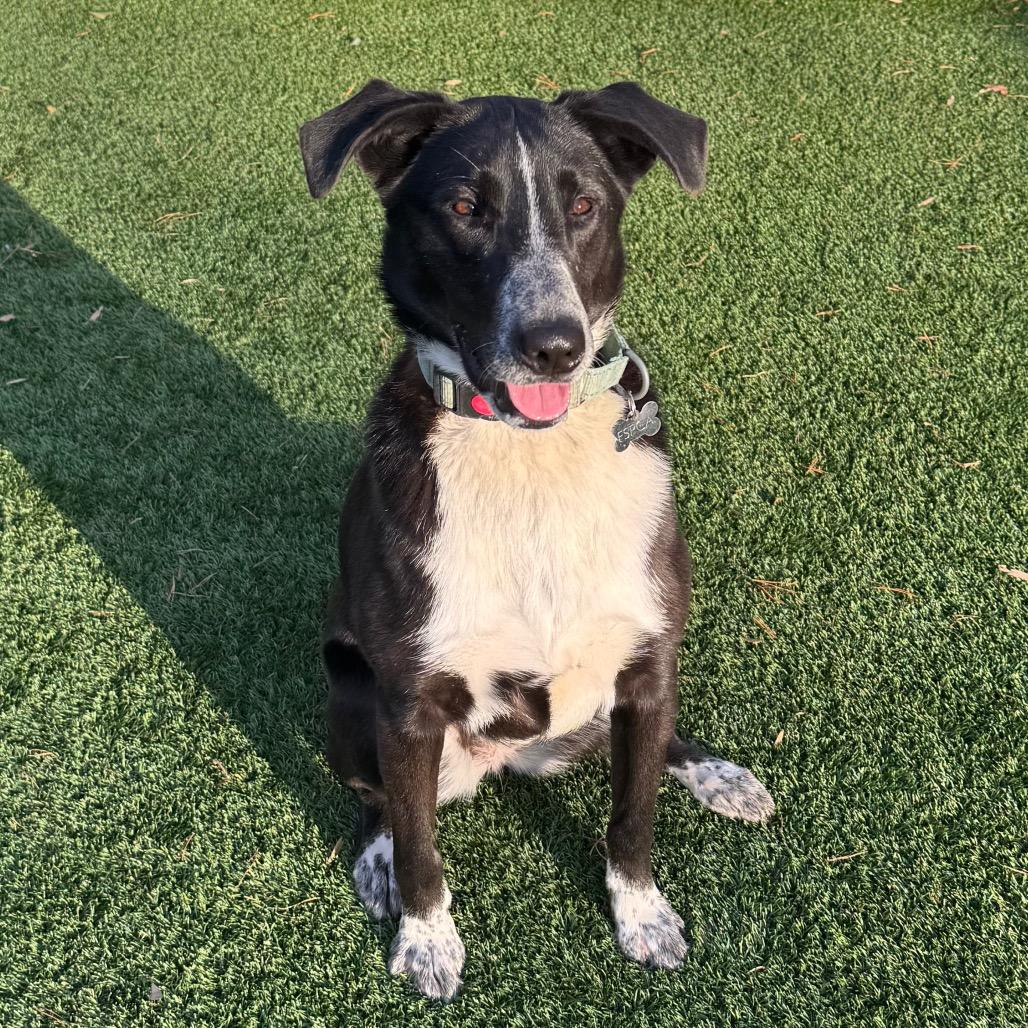 Enlarge Cannoli, a Adoptable Border Collie in Troy, VA image 1/5