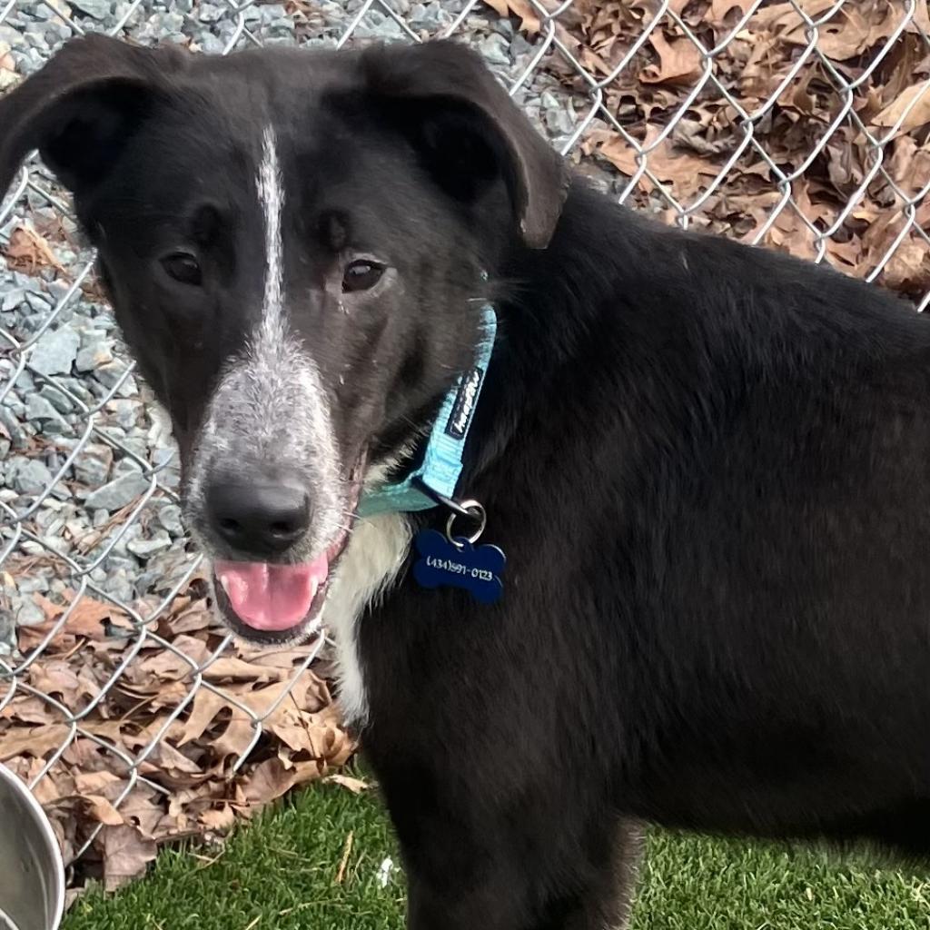 Enlarge Cannoli, a Adoptable Border Collie in Troy, VA image 2/5