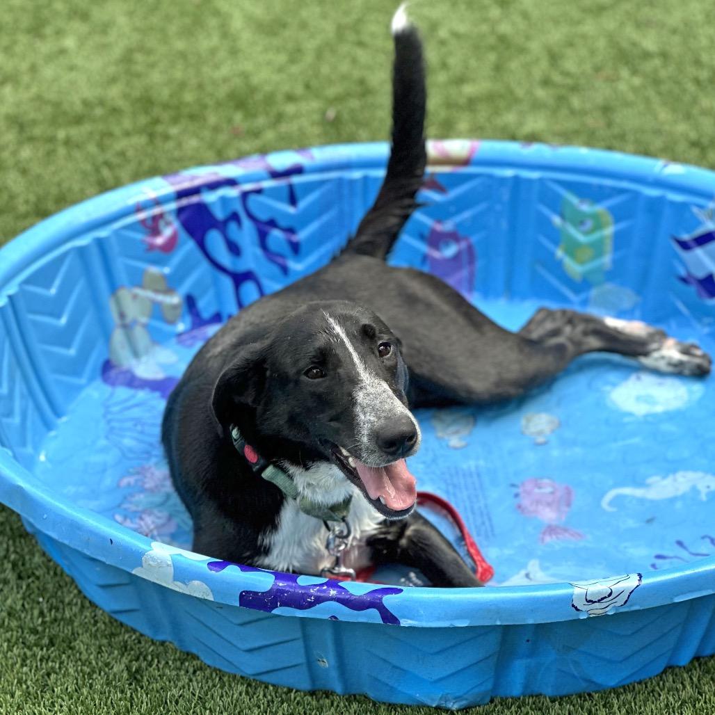 Enlarge Cannoli, a Adoptable Border Collie in Troy, VA image 3/5