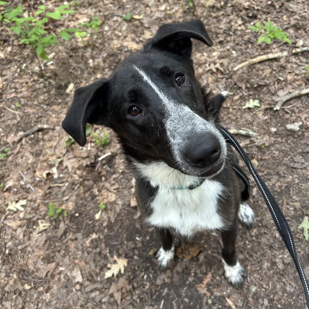 Enlarge Cannoli, a Adoptable Border Collie in Troy, VA image 4/5