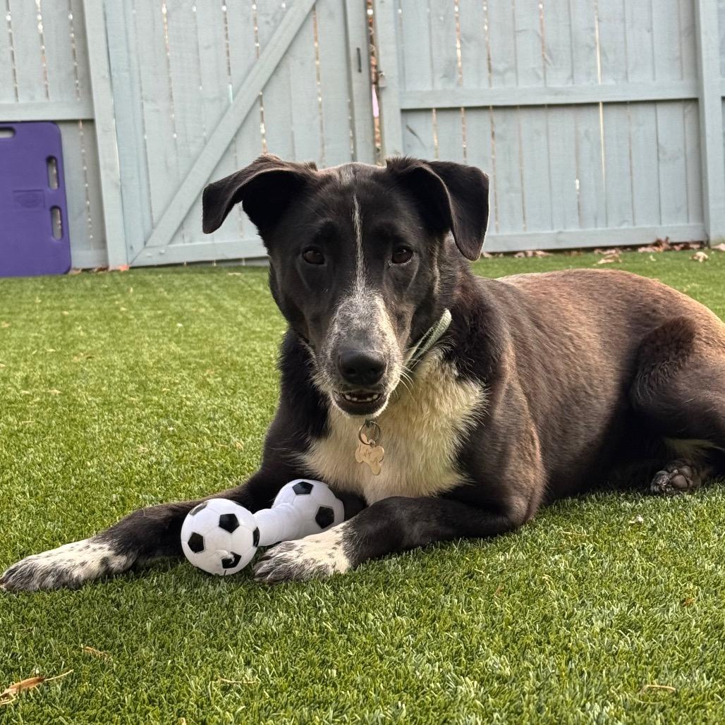 Enlarge Cannoli, a Adoptable Border Collie in Troy, VA image 5/5