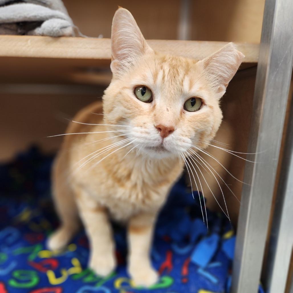 Enlarge Garfield, a Adoptable Domestic Short Hair in Brookfield, WI image 1/4