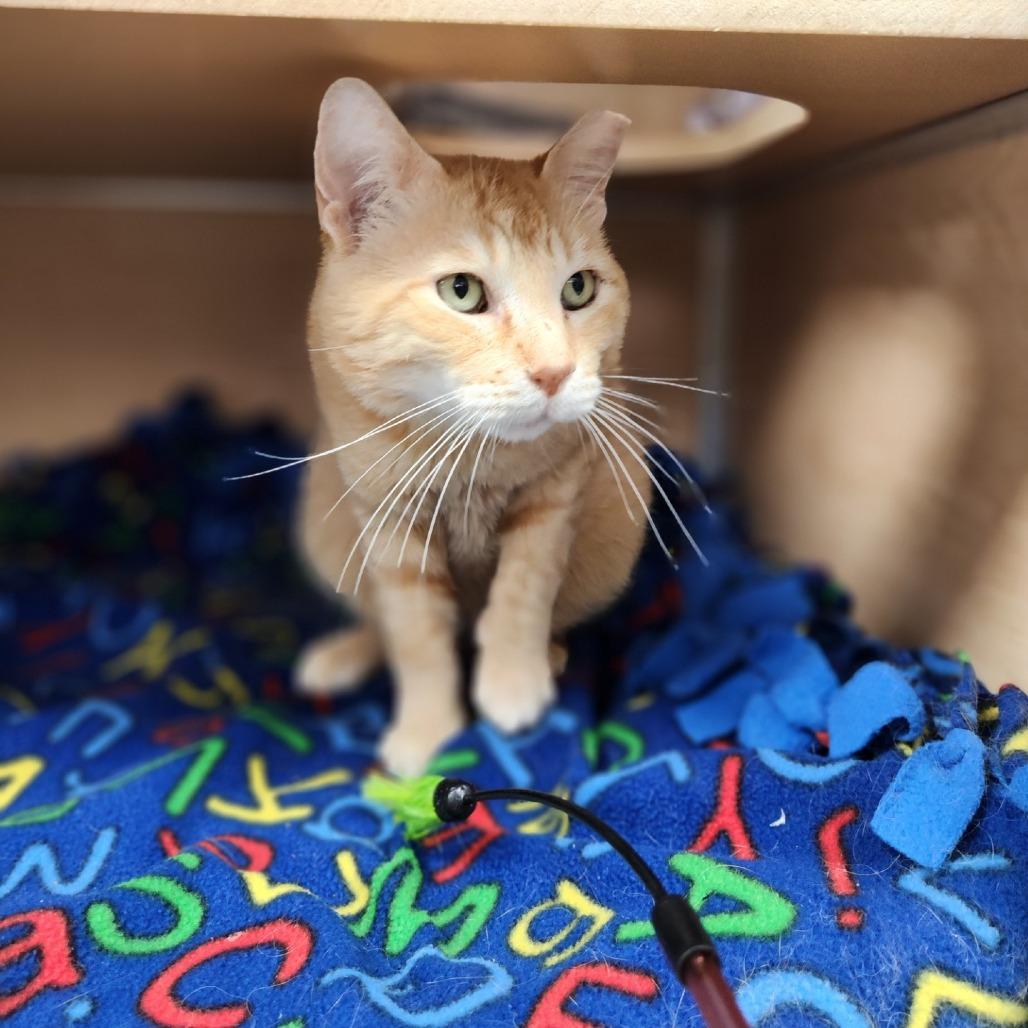 Enlarge Garfield, a Adoptable Domestic Short Hair in Brookfield, WI image 2/4