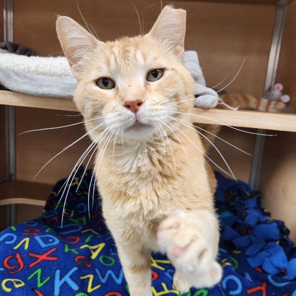 Enlarge Garfield, a Adoptable Domestic Short Hair in Brookfield, WI image 3/4
