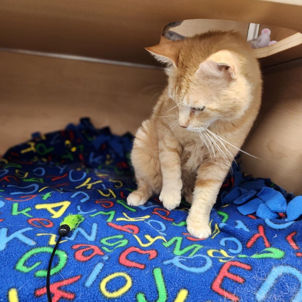 Enlarge Garfield, a Adoptable Domestic Short Hair in Brookfield, WI image 4/4