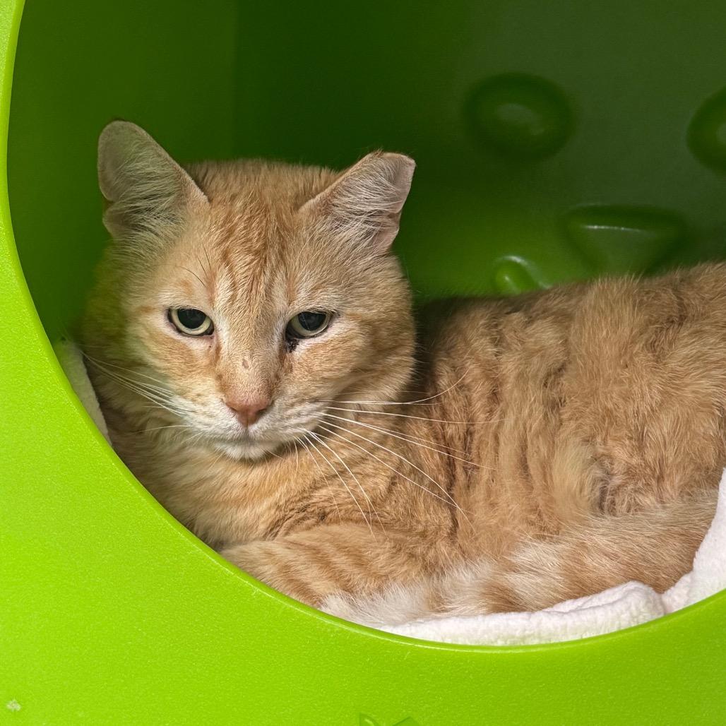 Garfield, Adoptable, Young Male Domestic Short Hair.