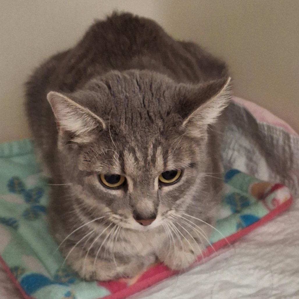 Enlarge Sargette, a Adoptable Domestic Short Hair in Zanesville, OH image 1/1