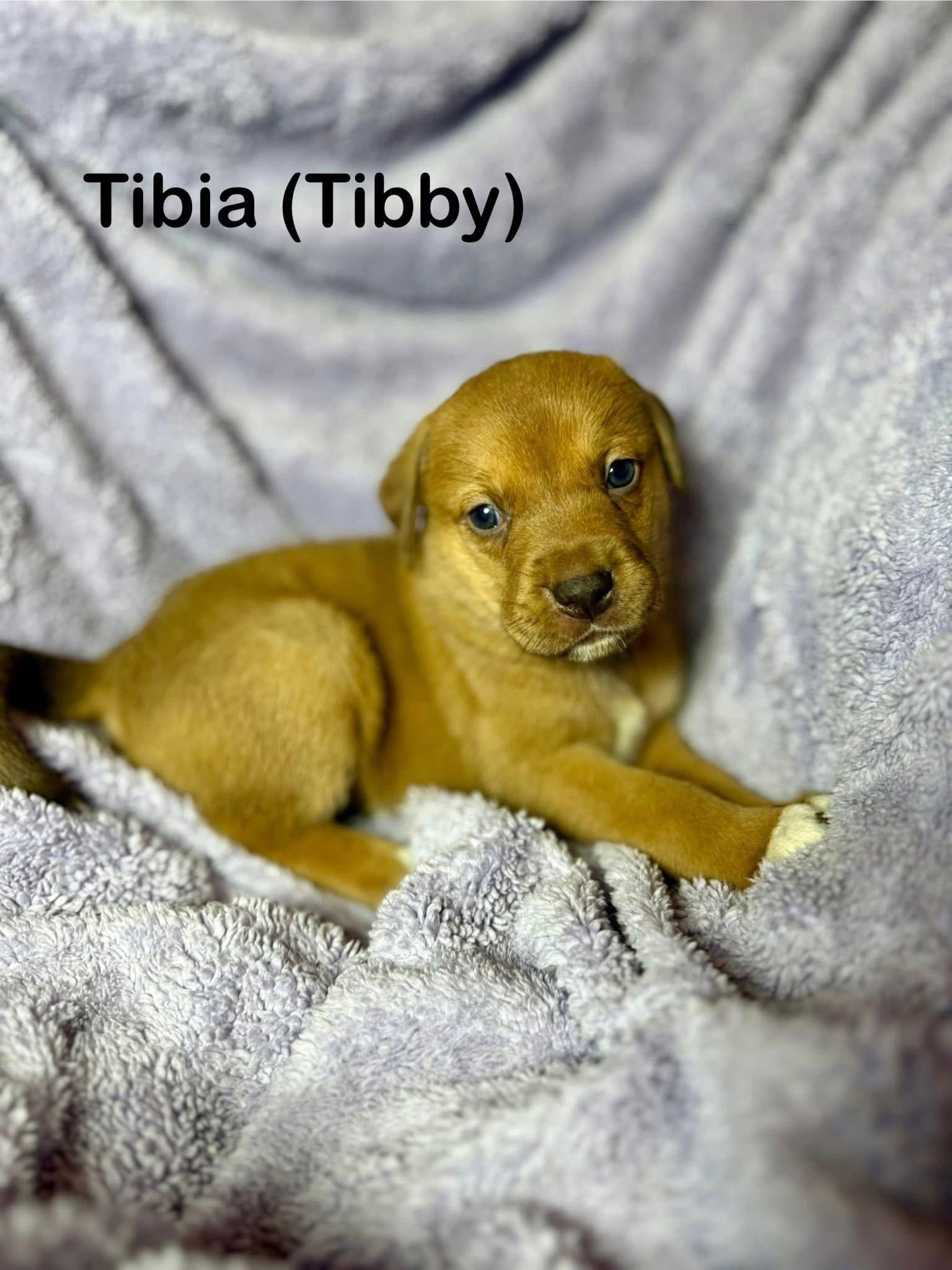 Tibby, Adoptable, Puppy Female Mixed Breed.