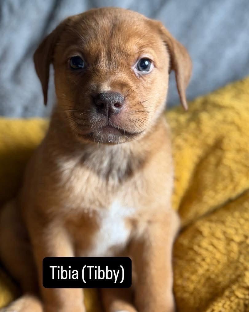 Tibby, a Adoptable Mixed Breed in Duluth, MN image 2/2