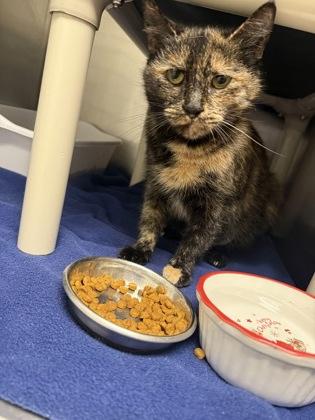 Enlarge Selena, a Adoptable mixed breed in Norfolk, VA image 1/1