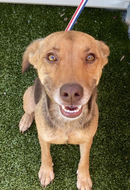 Enlarge JASMINE, a Adoptable Labrador Retriever in Fayetteville, NC image 1/1