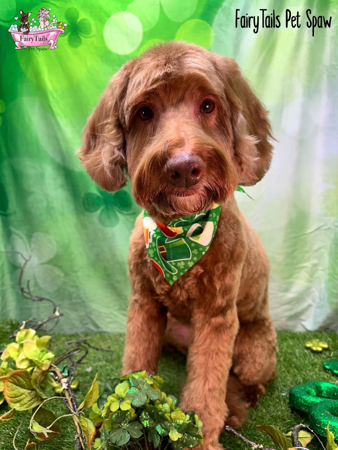 Mandy, ADOPTABLE, Senior Female Labradoodle.