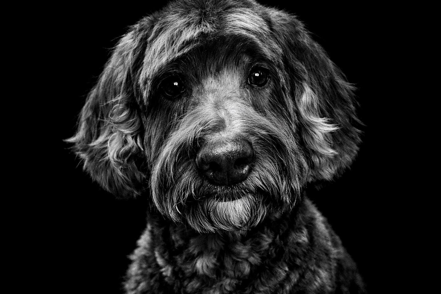 Enlarge Mandy, a ADOPTABLE mixed breed in Winchester, KY image 2/2